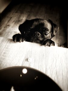 Sweet cute dog
