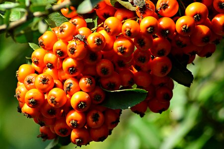 Plant crop autumn