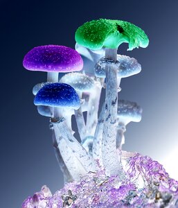Nature fungi magic