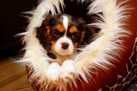 Portrait dog pet