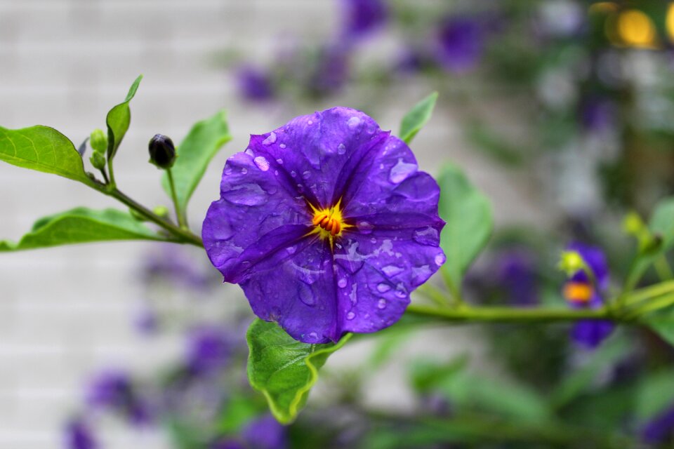Purple flower morning dew