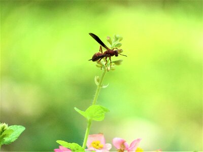 Green wasp garden