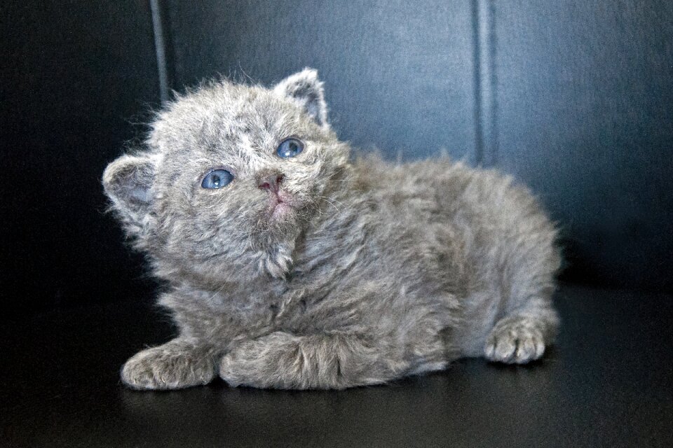 Pet young cat animal