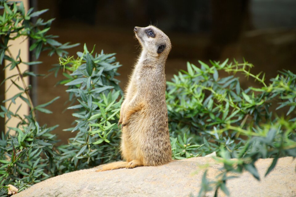 Mammal animal small