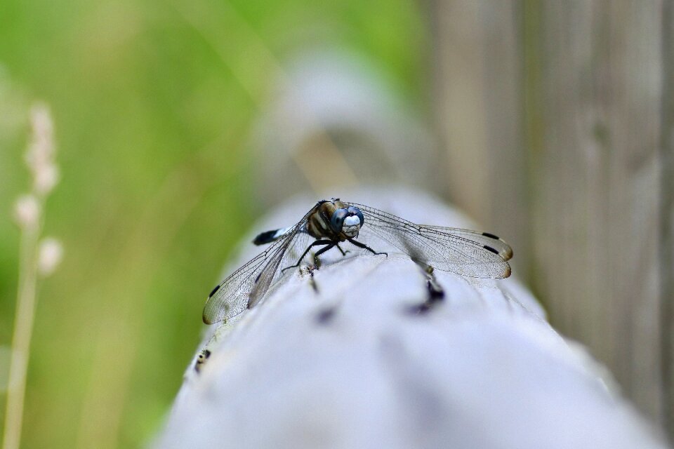 Insect dragonfly option color dragonfly