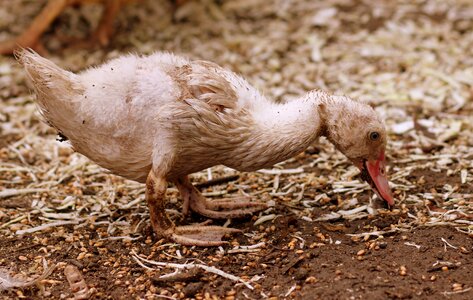 Birds dirty ugly