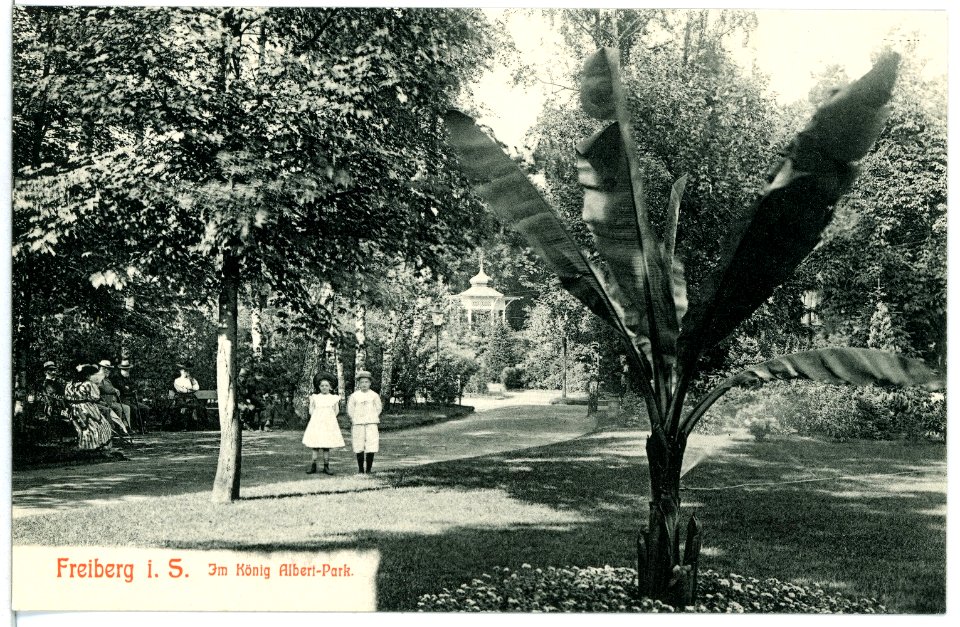 10595-Freiberg-1909-Im König Albertpark-Brück & Sohn Kunstverlag