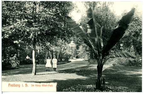 10595-Freiberg-1909-Im König Albertpark-Brück & Sohn Kunstverlag