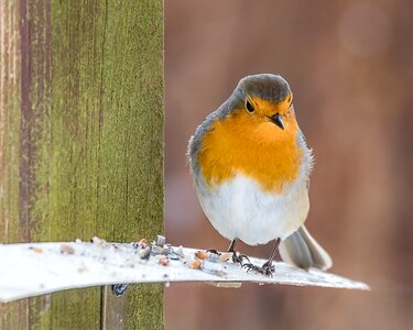 Nature robin winter photo