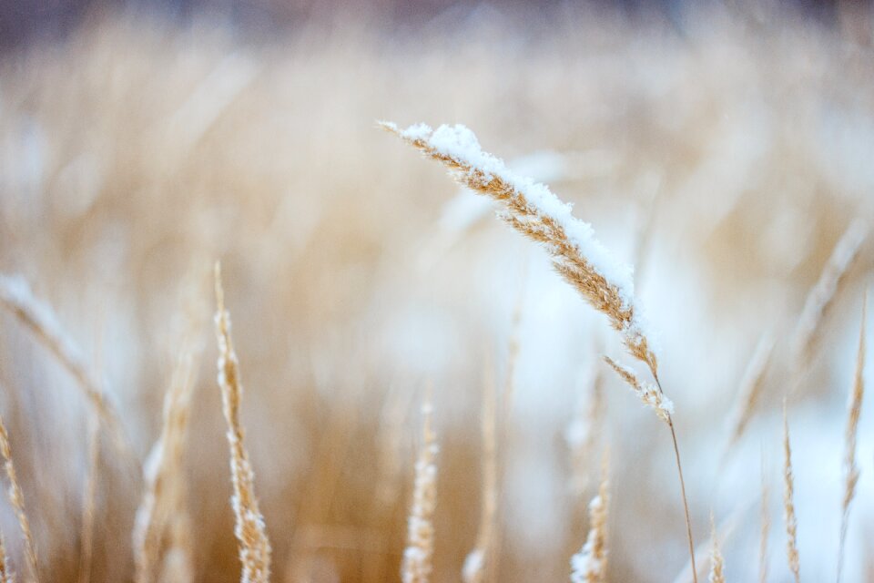 Nature outdoors snow