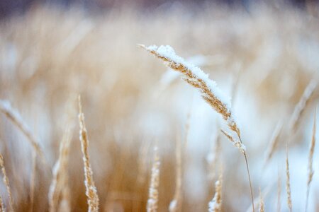 Nature outdoors snow
