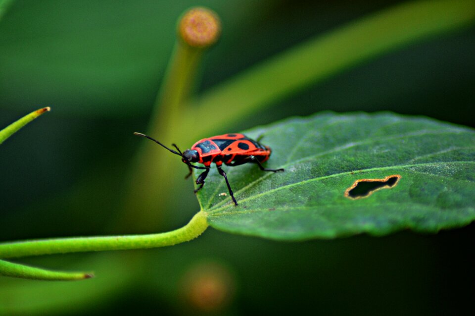 Insect macro insects