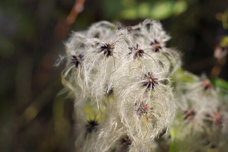 Woolly loft hairy