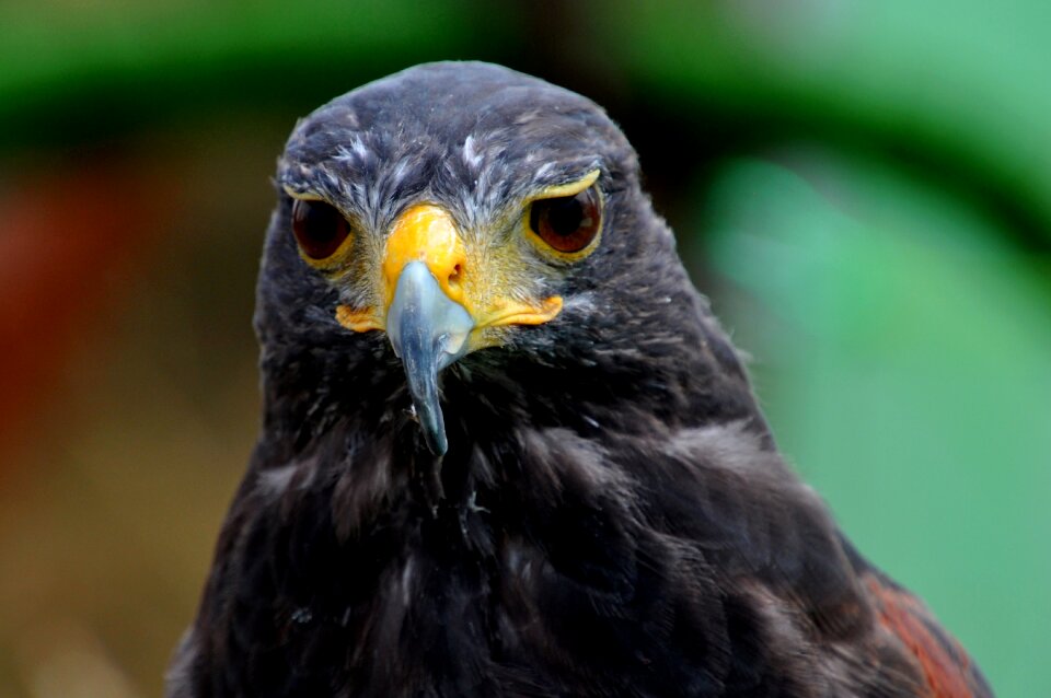 Bird eagle predator