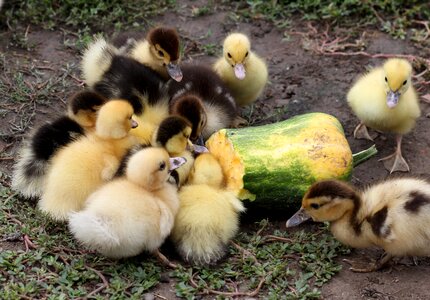 Yellow birds cute