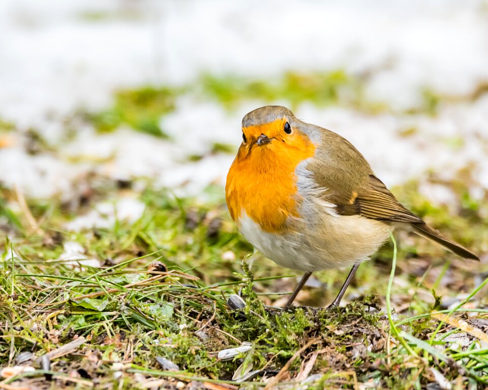 Nature robin winter