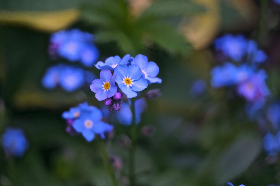 Garden petal growth