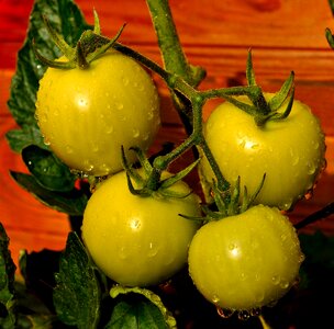 Summer vegetables fresh