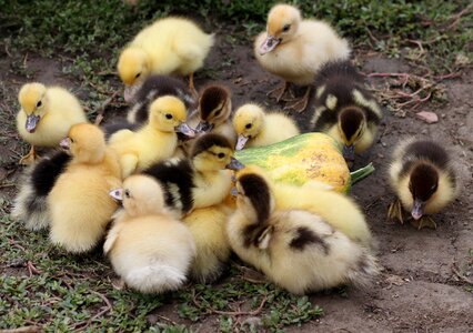 Yellow birds cute