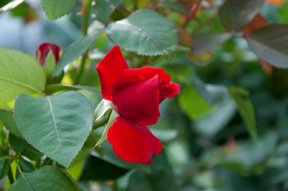 Bloom red red rose