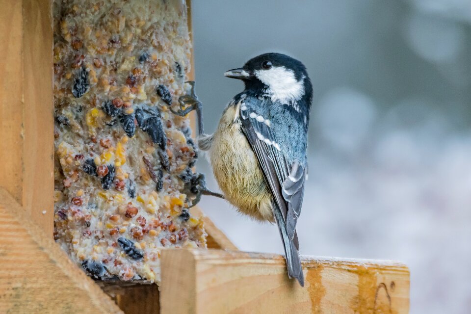 Animal coal tit winter