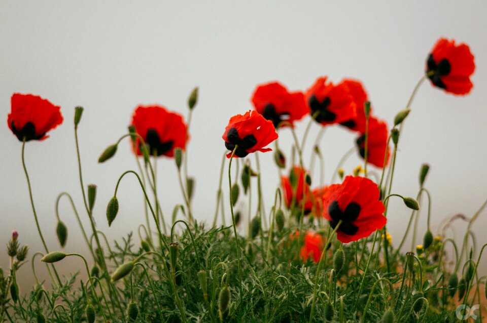 Flower nature plant