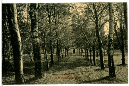 10663-Brand-1909-Allee-Brück & Sohn Kunstverlag