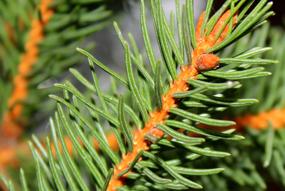 Conifer needles christmas tree