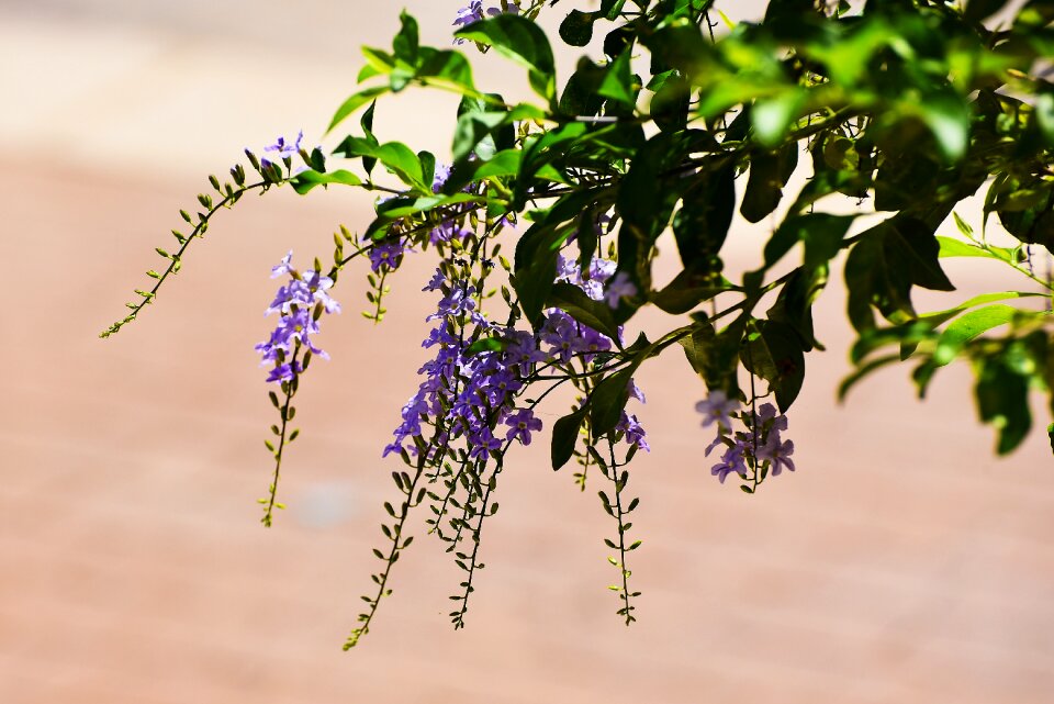 Branch desktop season
