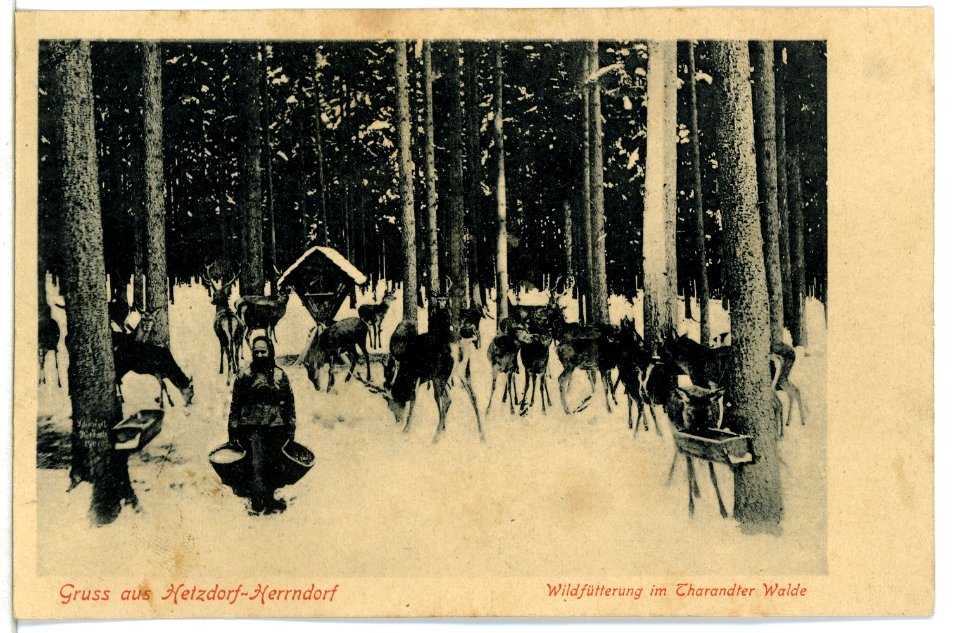 09855-Hetzdorf-Herrndorf-1908-Wildfütterung im Tharandter Wald-Brück & Sohn Kunstverlag