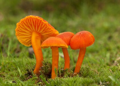 Nature boletus toadstool