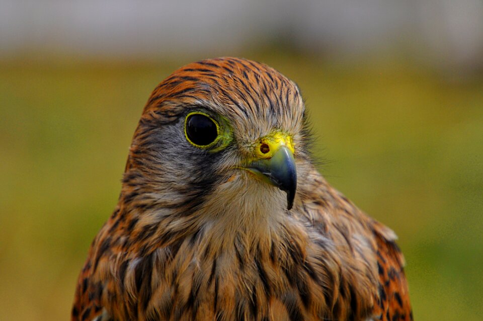 Bird eagle predator photo