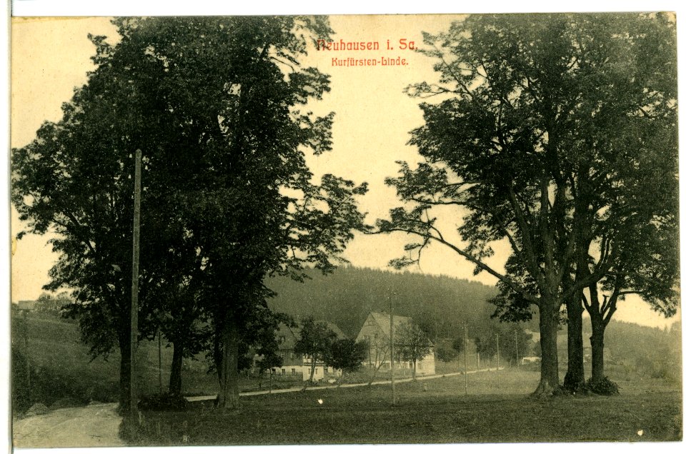 10678-Neuhausen-1909-Kurfürstenlinde-Brück & Sohn Kunstverlag