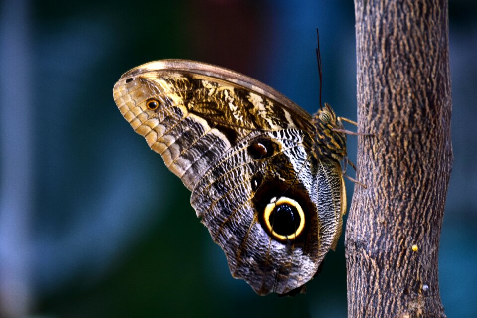 Tropical butterfly wing wait
