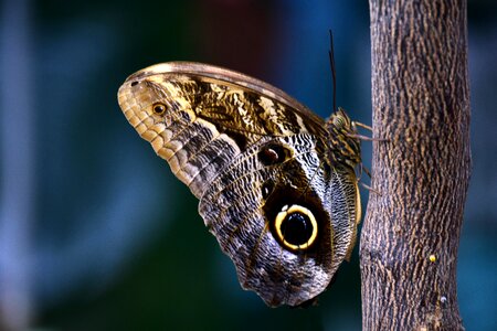 Tropical butterfly wing wait