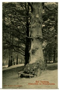 09780-Bad Harzburg-1908-Wodans - Eiche am Philosophenweg-Brück & Sohn Kunstverlag