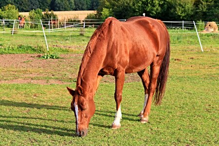 Pasture animal brown photo