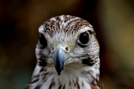 Bird eagle predator photo