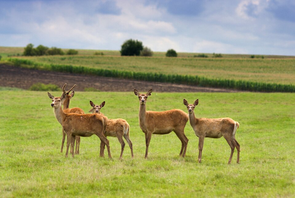 Mammal animals nature