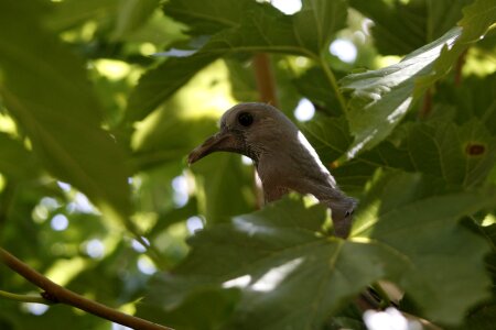 Wild life birds leaf