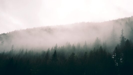 Woods smoke fog photo