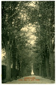 09683-Lichtenwalde-1908-große Allee im gräflichen Park-Brück & Sohn Kunstverlag
