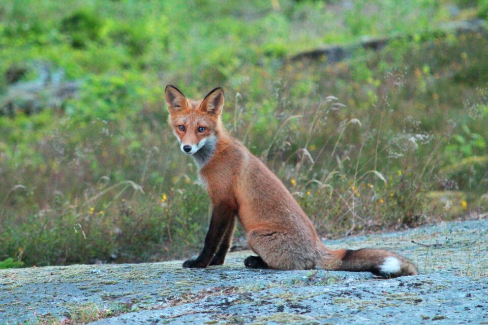 Fuchs sweden animal world