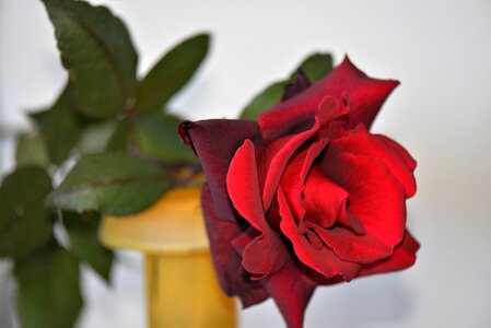Rose bloom red fragrance photo