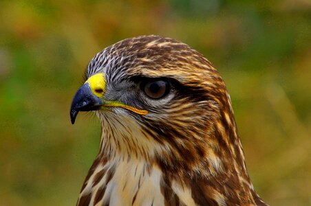 Bird eagle predator photo