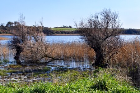 Landscape lake grass photo