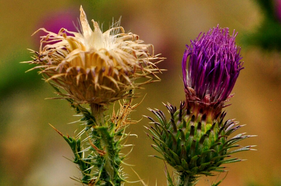 Flower summer meadow