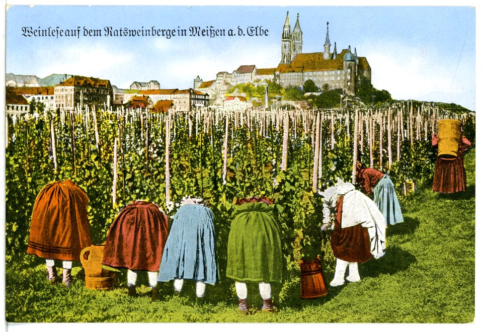 12311-Meißen-1910-Weinlese auf dem Ratsweinberg-Brück & Sohn Kunstverlag