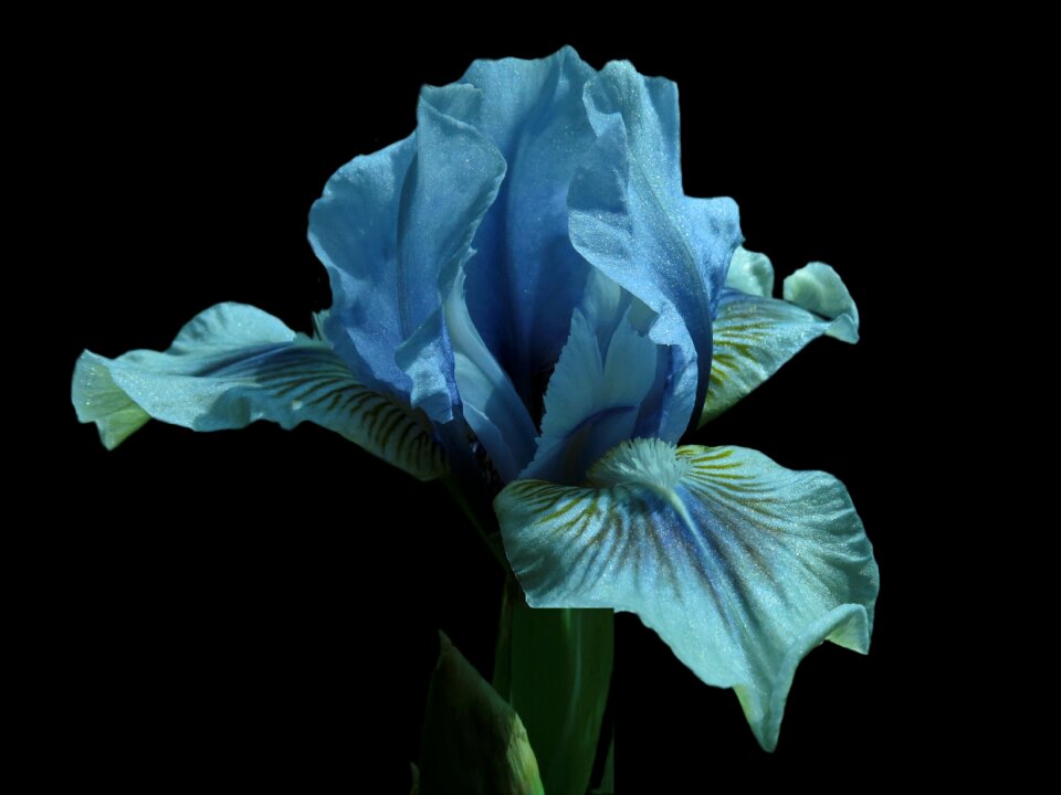 Close up plant blue