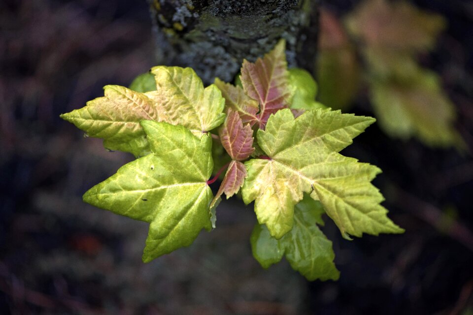 Fall leaves background nature colorful
